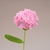 扭扭棒康乃馨鬱金香花束